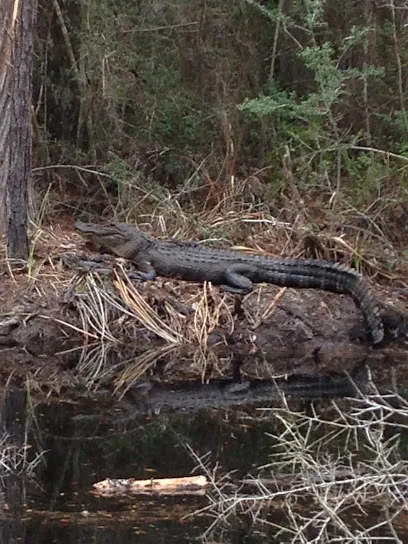 Wild Thang Airboat Tours